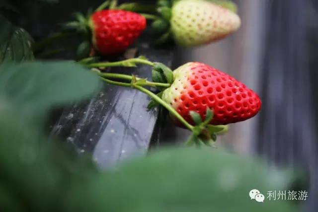 长隆国际大马戏酒店_广元凤台宾馆经营权_广元凤台国际大酒店