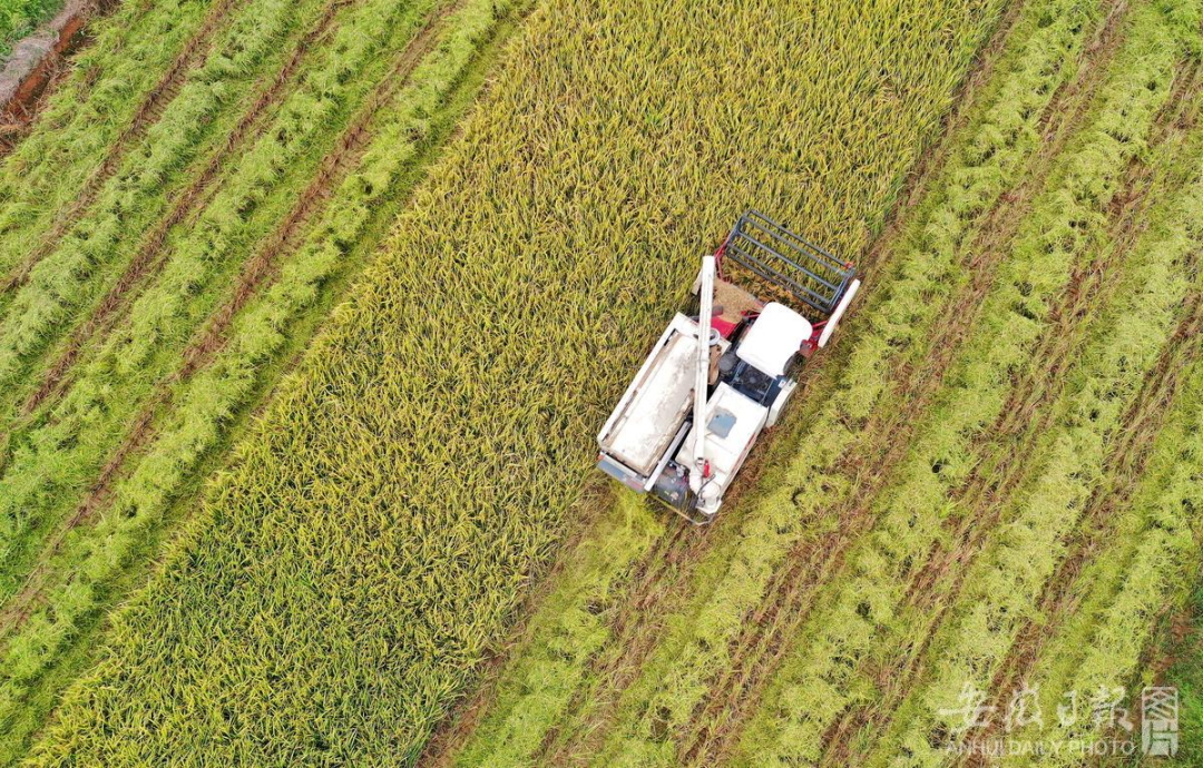 安徽政府网_安徽凤台县政府网_安徽固镇县政府网