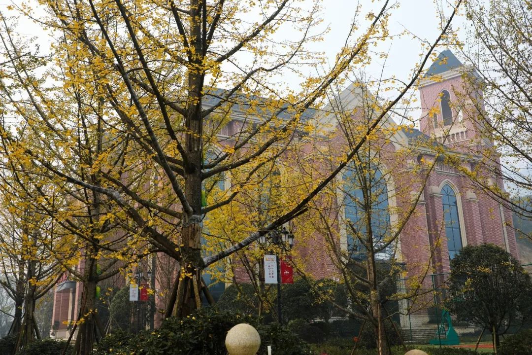 教师随笔 | 语文老师眼中的一株银杏树(图6) 凤台一中银杏树_凤台一中自主招生试题_凤台一中高二寒假作业答案