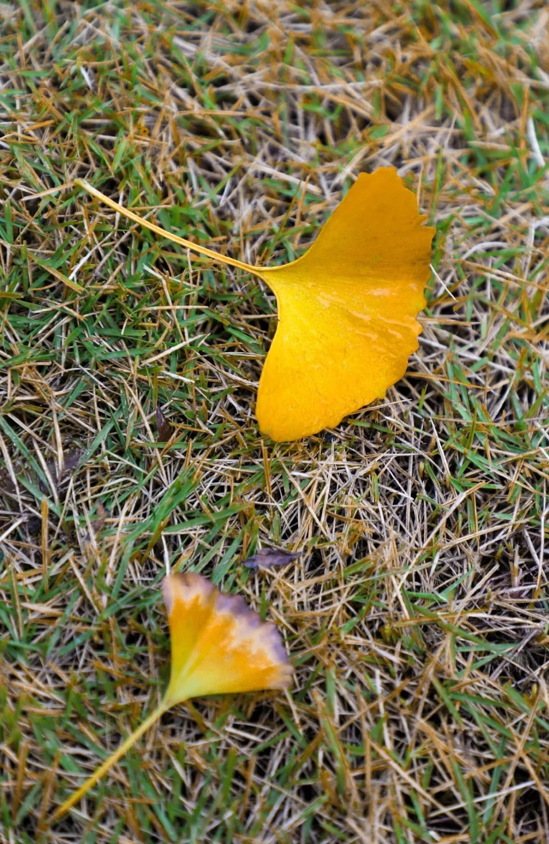 教师随笔 | 语文老师眼中的一株银杏树(图7) 凤台一中银杏树_凤台一中高二寒假作业答案_凤台一中自主招生试题