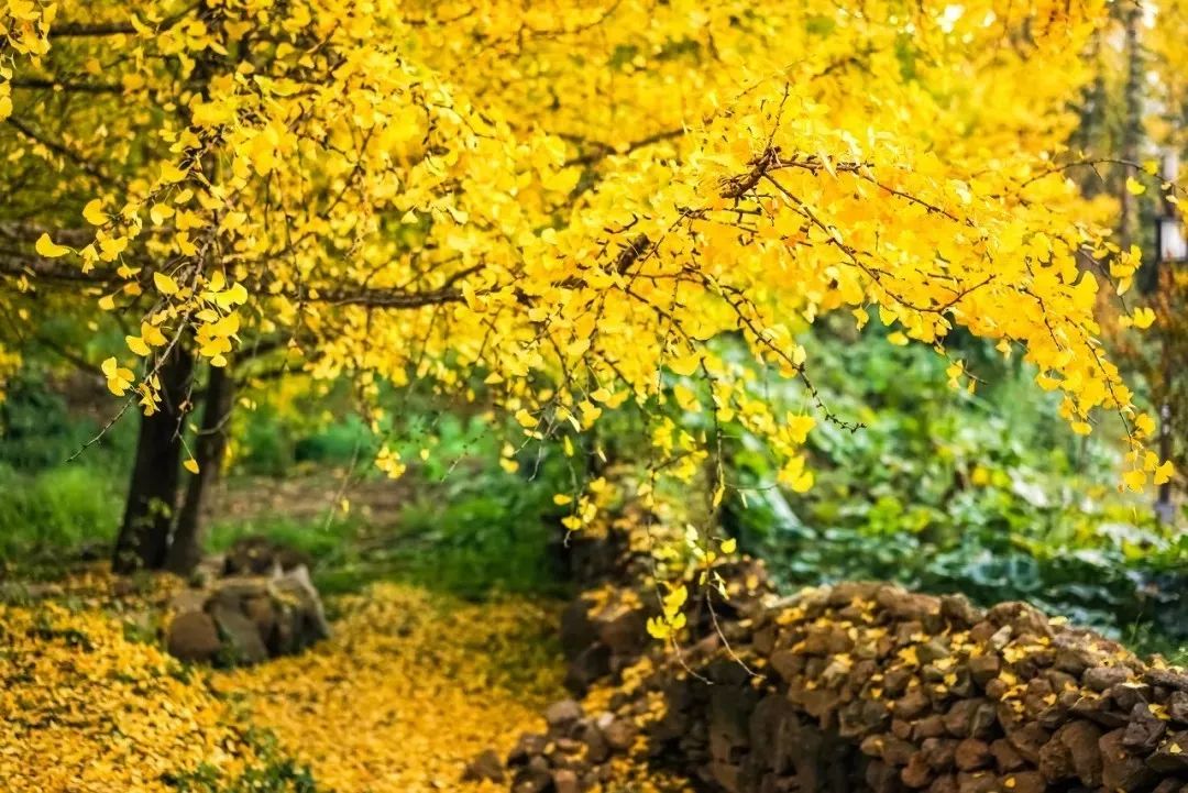 教师随笔 | 语文老师眼中的一株银杏树(图9) 凤台一中银杏树_凤台一中自主招生试题_凤台一中高二寒假作业答案