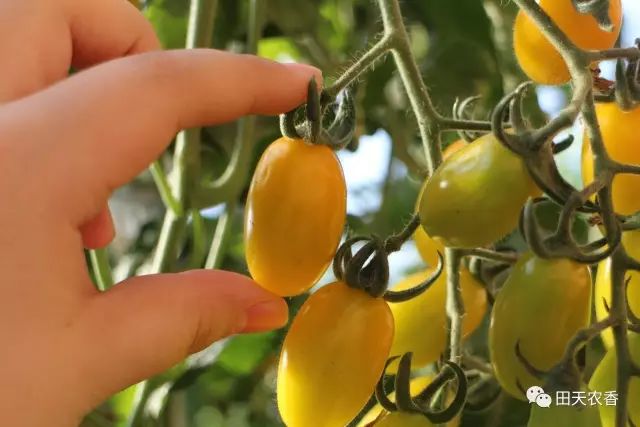 栖里凤台山庄_开发区栖里凤台山庄3期_栖山庄赛美蓉长相思白葡萄酒