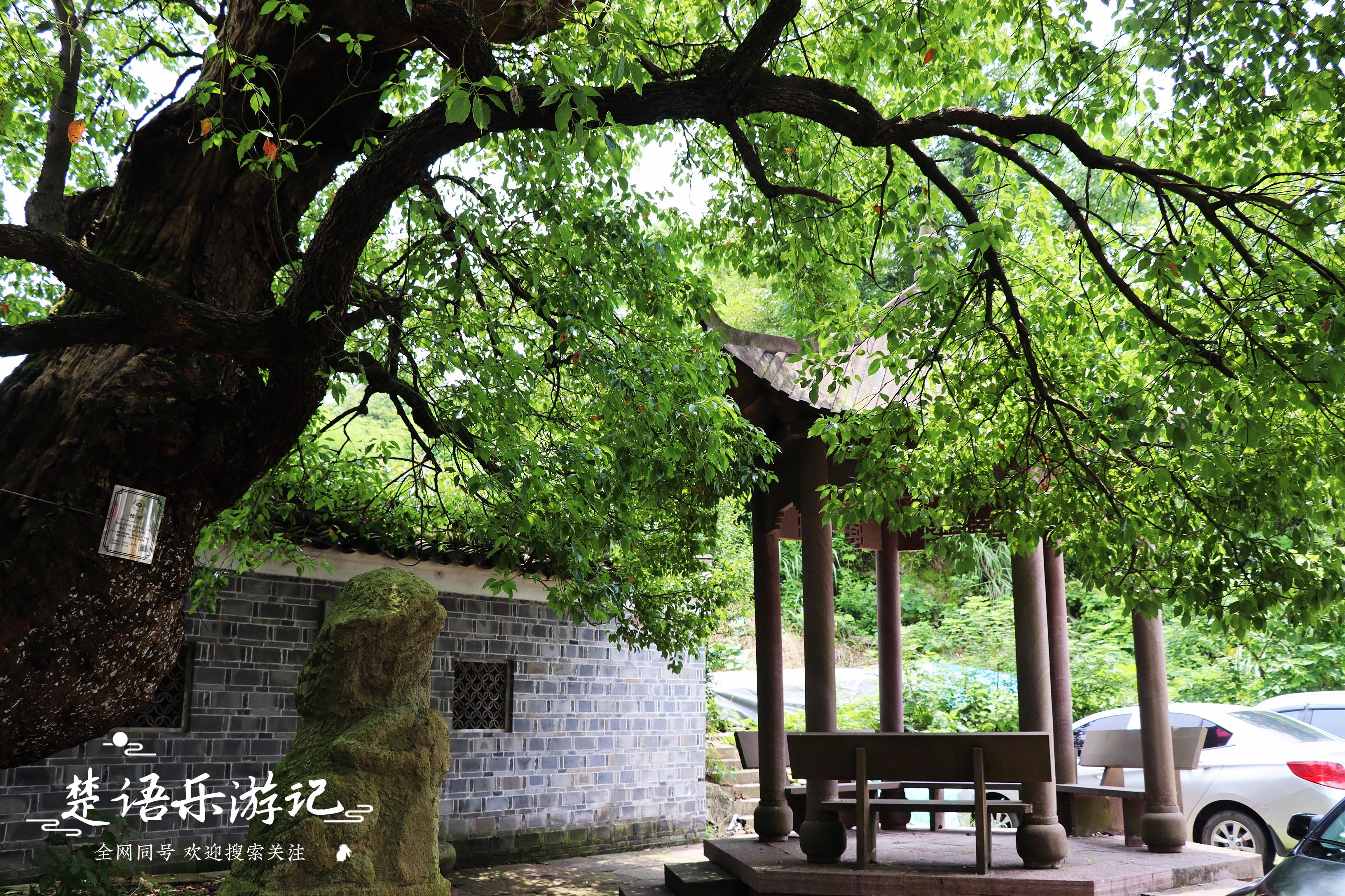 中国凤台_导航泰安市泰山区凤台村_凤台村