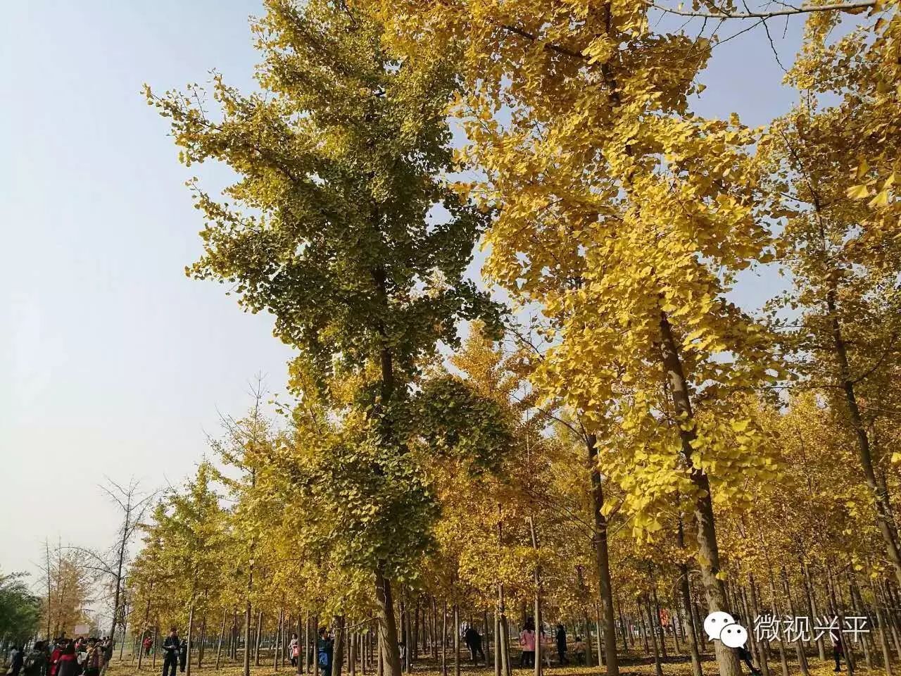 凤台一中今年高三寒假试卷答案_凤台一中银杏树_凤台一中相关信息