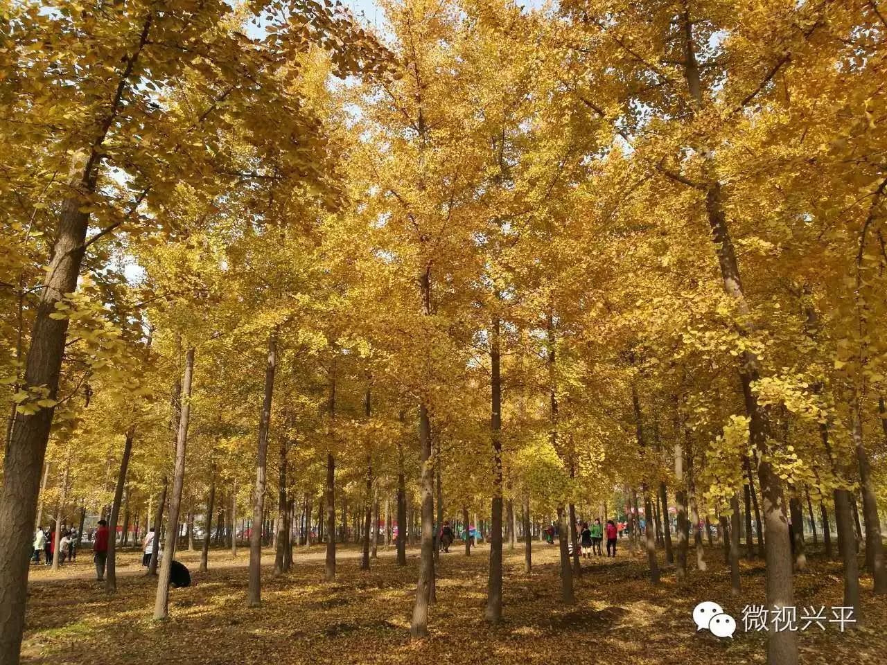 凤台一中今年高三寒假试卷答案_凤台一中银杏树_凤台一中相关信息