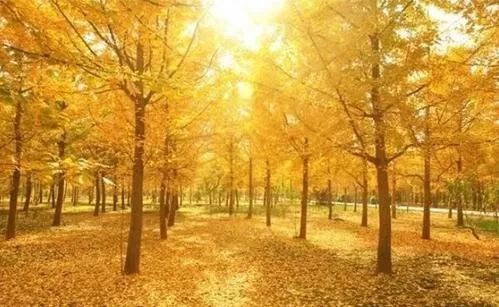 凤台一中周边有没有租房的_凤台一中银杏树_凤台一中今年高三寒假试卷答案