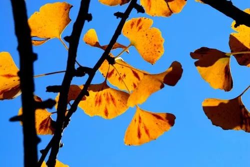 凤台一中周边有没有租房的_凤台一中今年高三寒假试卷答案_凤台一中银杏树