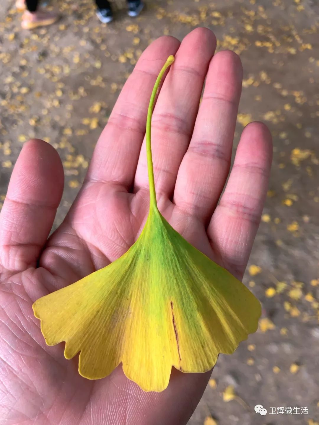 凤台一中银杏树_凤台一中开学时间_凤台一中