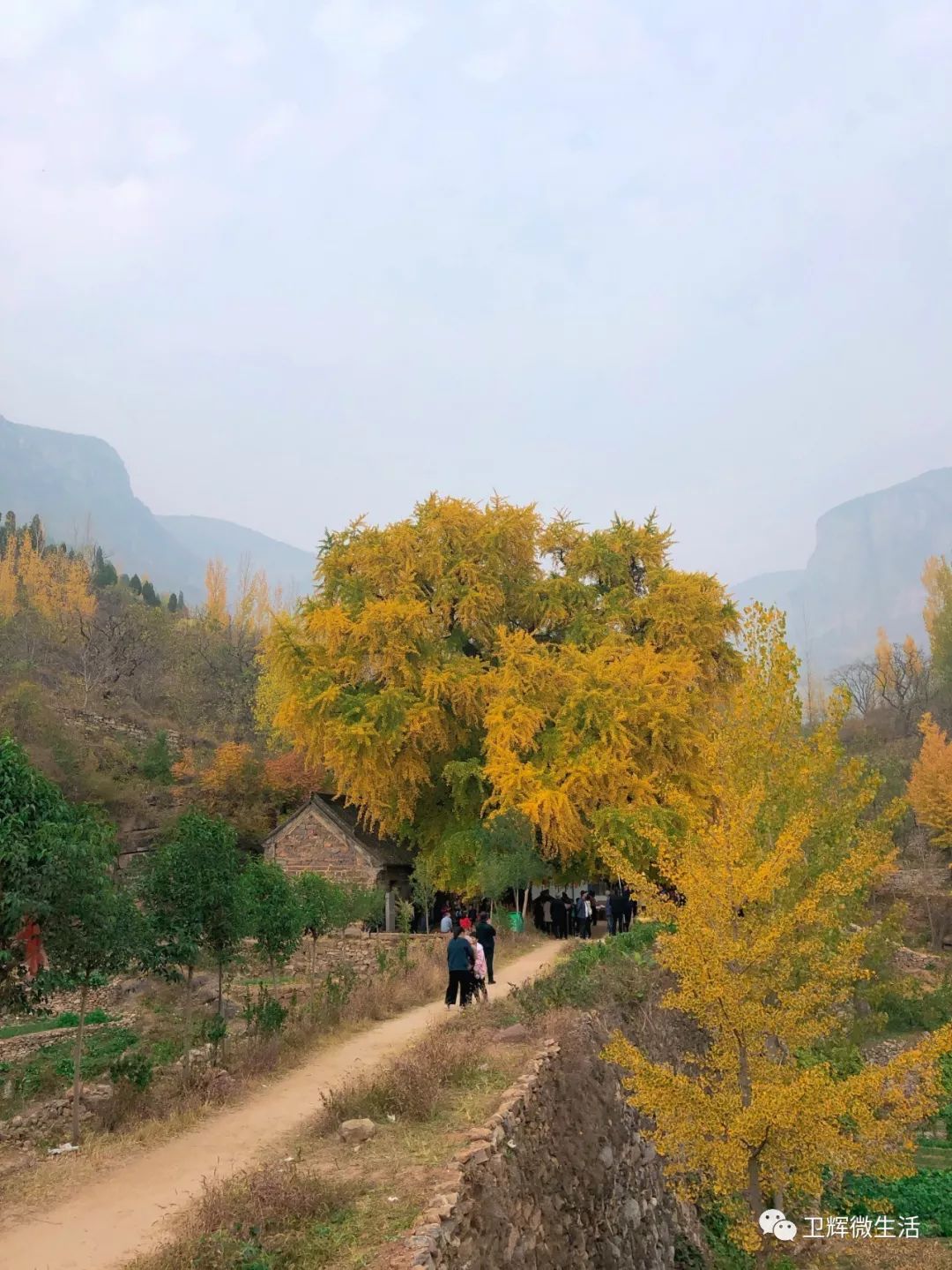 凤台一中开学时间_凤台一中银杏树_凤台一中