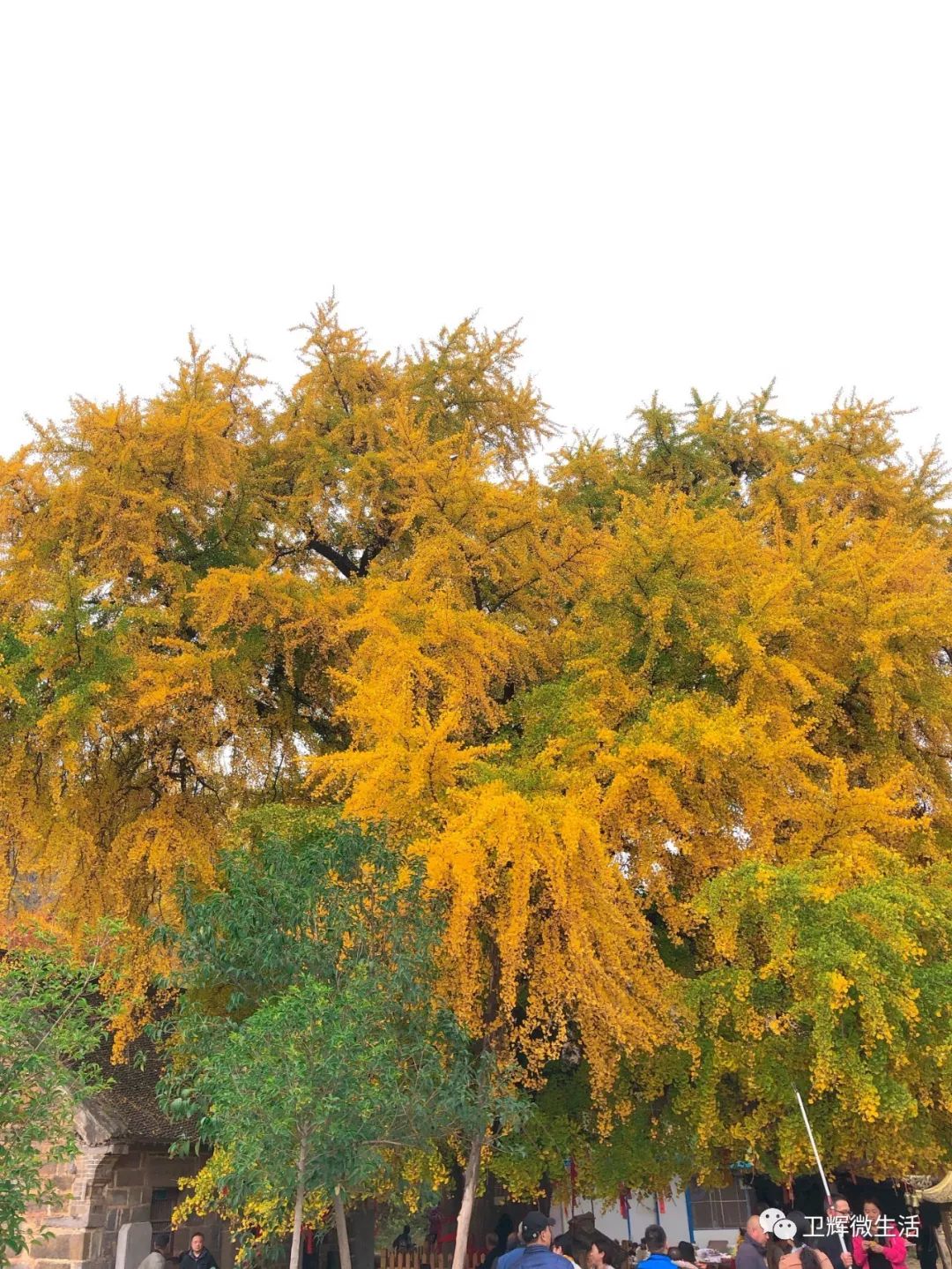 凤台一中银杏树_凤台一中开学时间_凤台一中