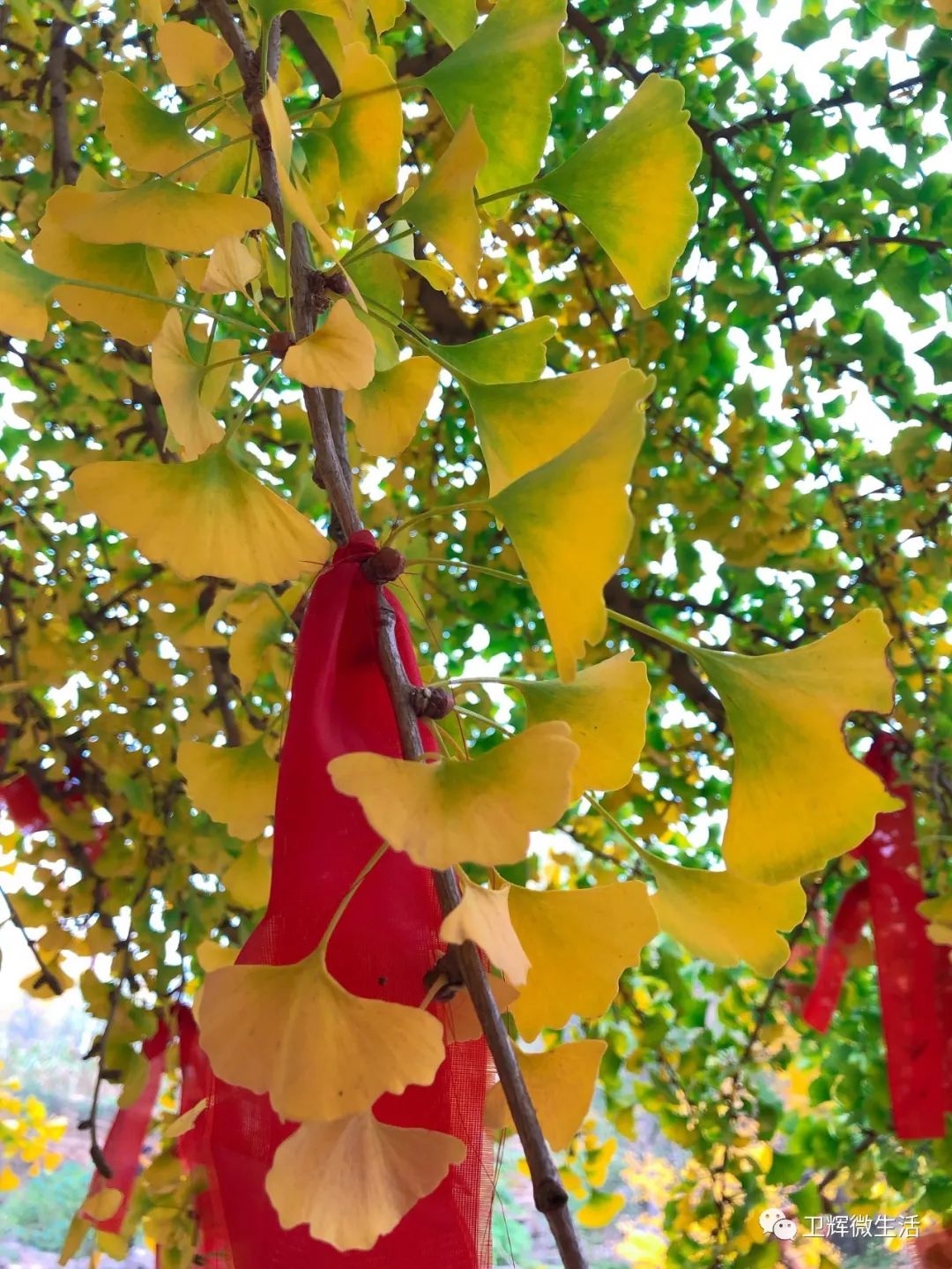 凤台一中_凤台一中开学时间_凤台一中银杏树