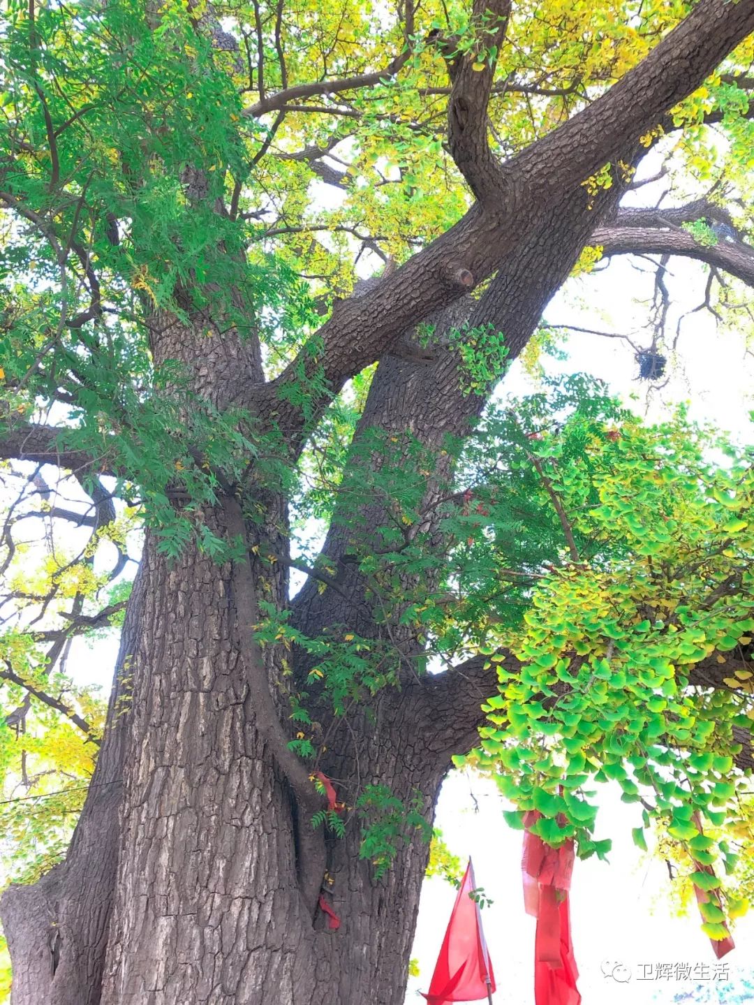 凤台一中_凤台一中银杏树_凤台一中开学时间