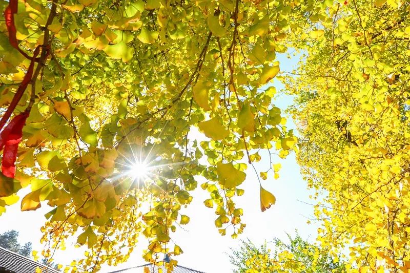 银杏最美的时候_凤台一中银杏树_最美的银杏