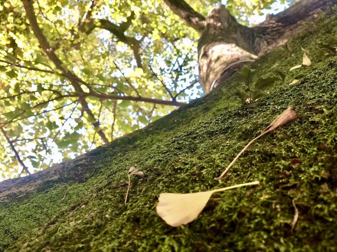银杏最美的时候_凤台一中银杏树_最美的银杏