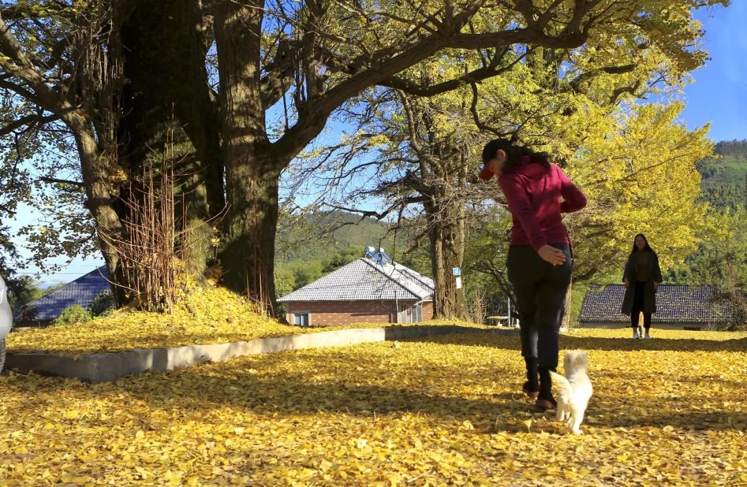 最美的银杏_银杏最美的时候_凤台一中银杏树