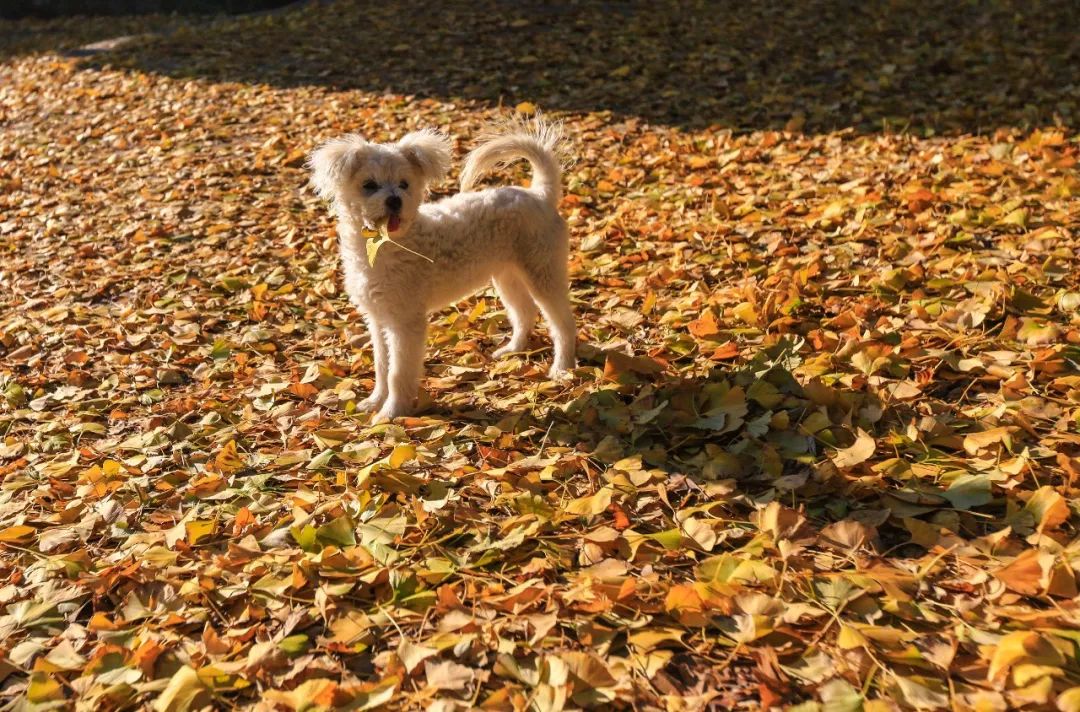 凤台一中银杏树_银杏最美的时候_最美的银杏