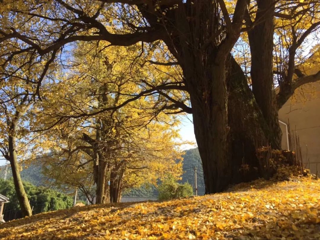 凤台一中银杏树_最美的银杏_银杏最美的时候