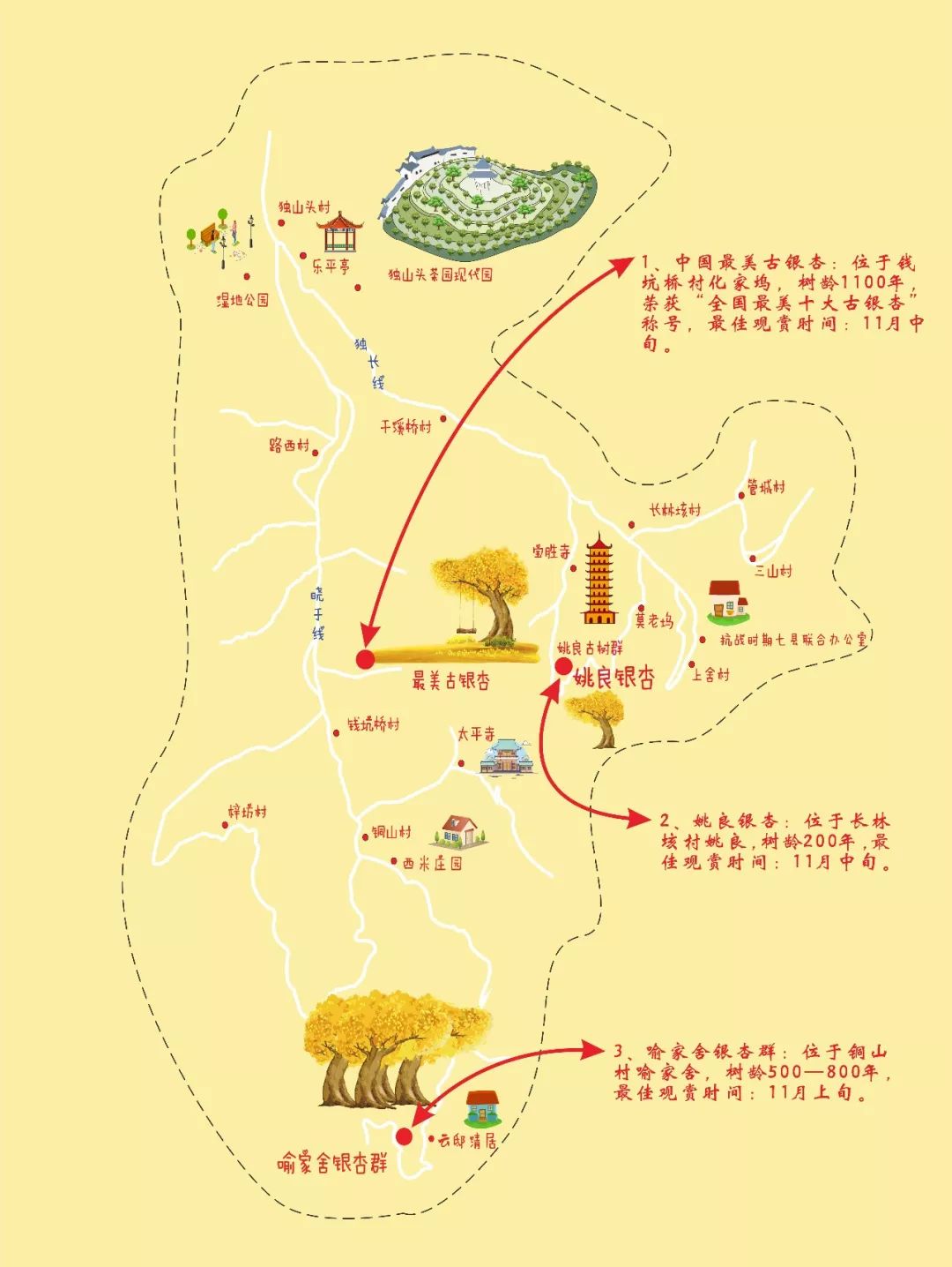 银杏最美的时候_最美的银杏_凤台一中银杏树