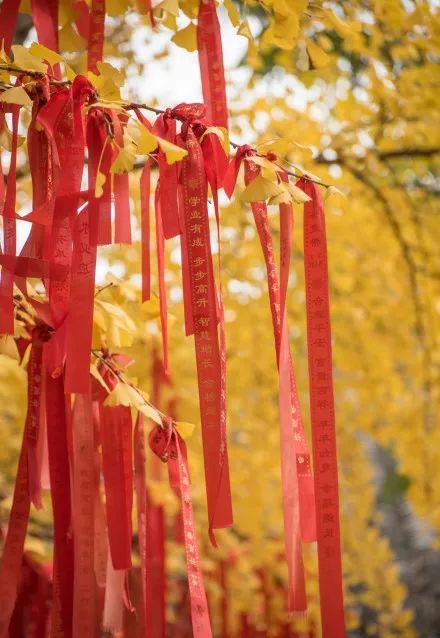 凤台一中银杏树_凤台县第一中学银杏树_凤台县银杏树千年变红场景