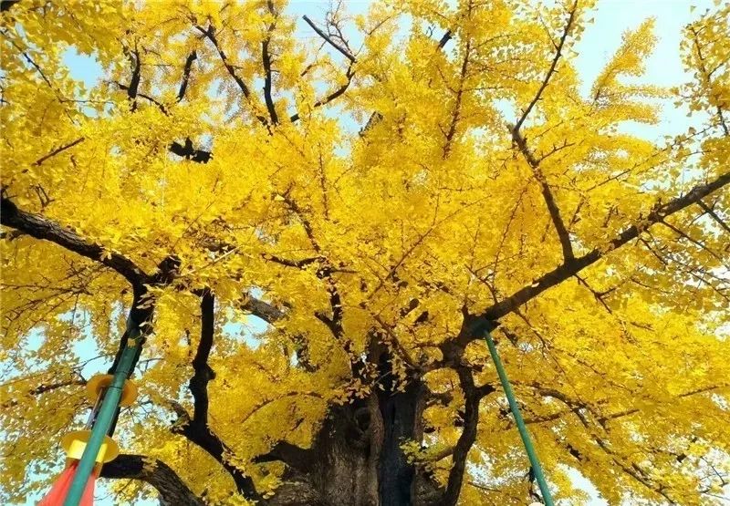 凤台县银杏树千年变红场景_凤台县第一中学银杏树_凤台一中银杏树