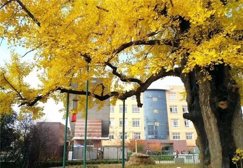 凤台县银杏树千年变红场景_凤台一中银杏树_凤台县第一中学银杏树