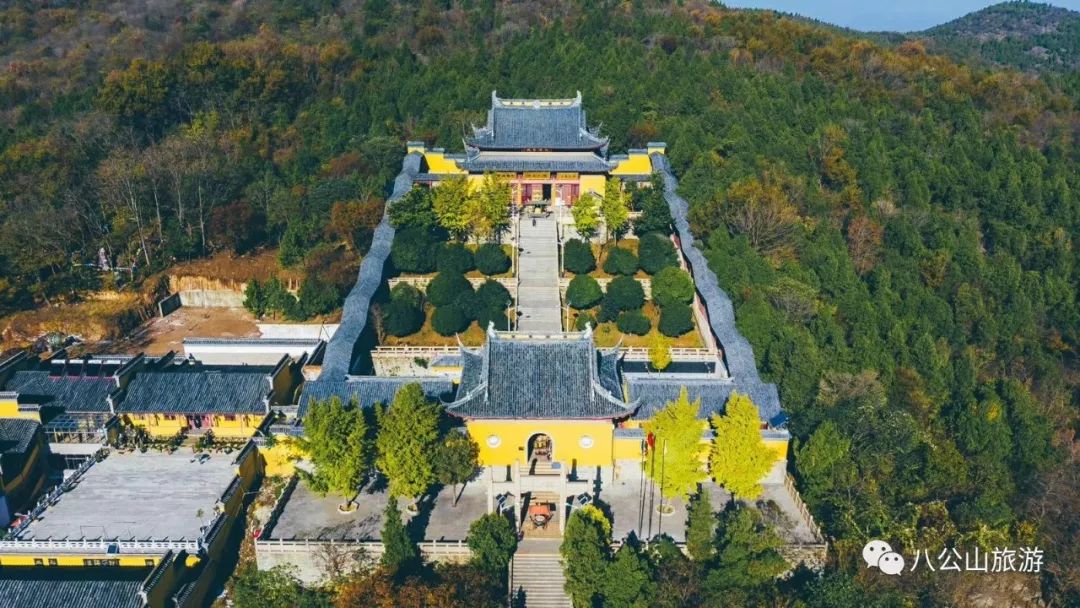 凤台县银杏树千年变红场景_凤台县第一中学银杏树_凤台一中银杏树