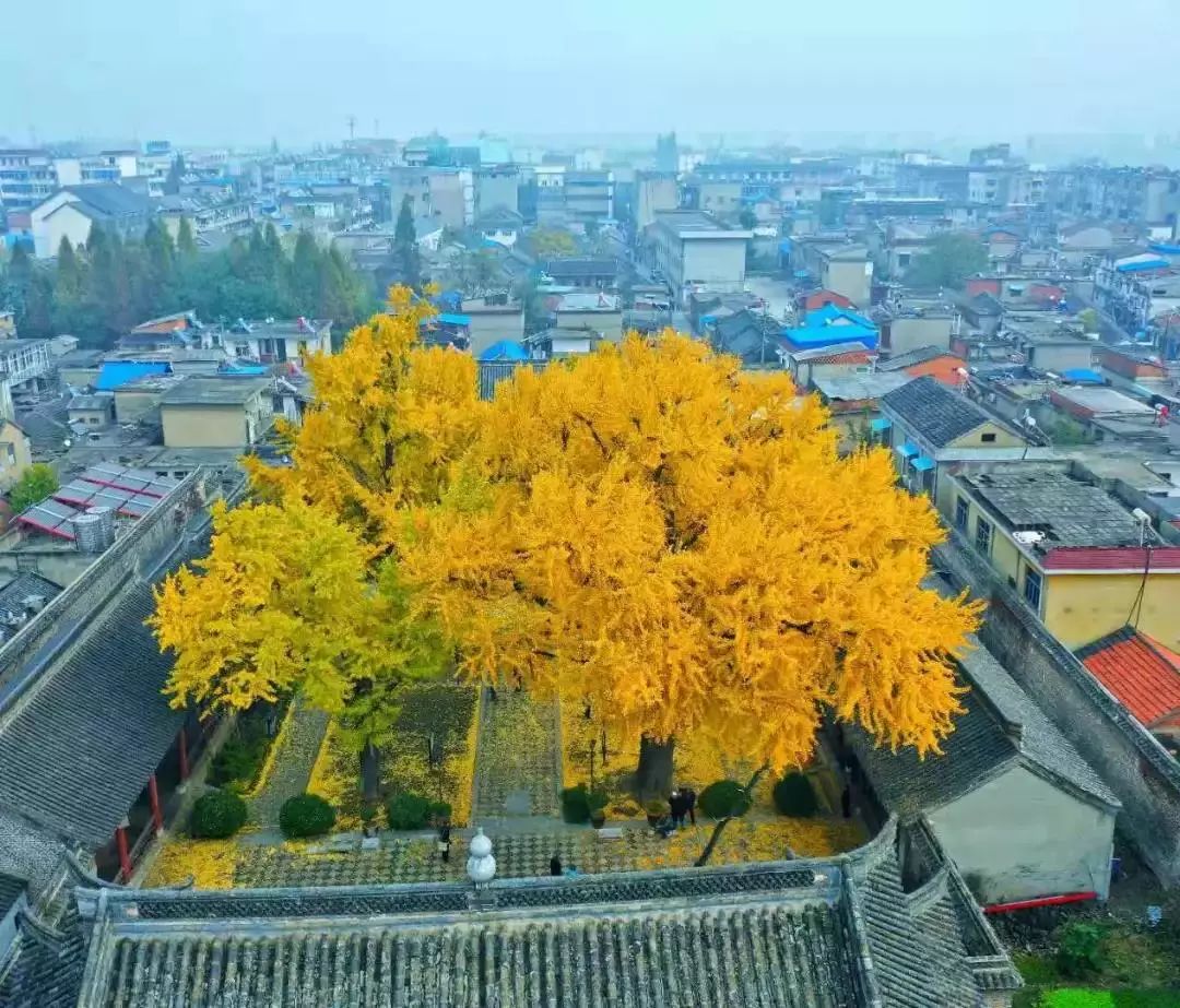 凤台县银杏树千年变红场景_凤台县第一中学银杏树_凤台一中银杏树