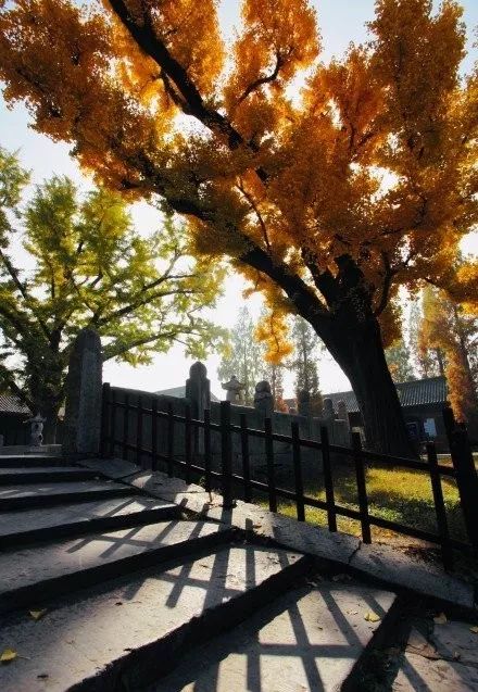 凤台一中银杏树_凤台县银杏树千年变红场景_凤台县第一中学银杏树