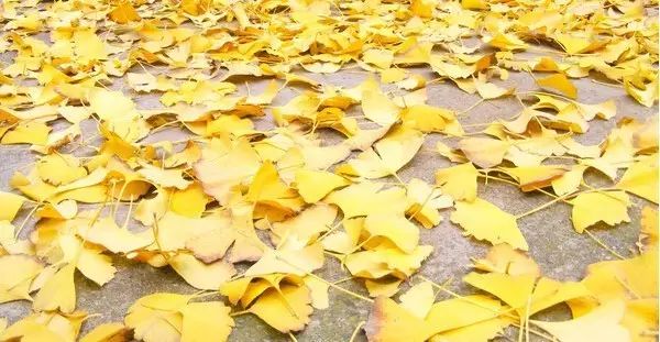 凤台县第一中学银杏树_凤台县银杏树千年变红场景_凤台一中银杏树