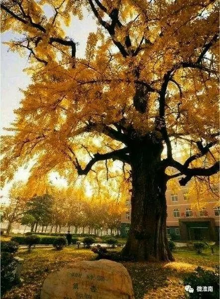 凤台一种银杏树_凤台一中银杏树_凤台县银杏树千年变红场景