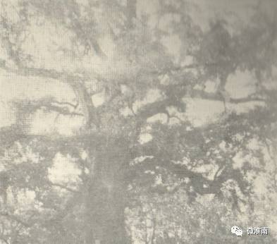 凤台县银杏树千年变红场景_凤台一中银杏树_凤台一种银杏树