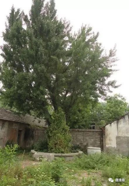 凤台一中银杏树_凤台一种银杏树_凤台县银杏树千年变红场景