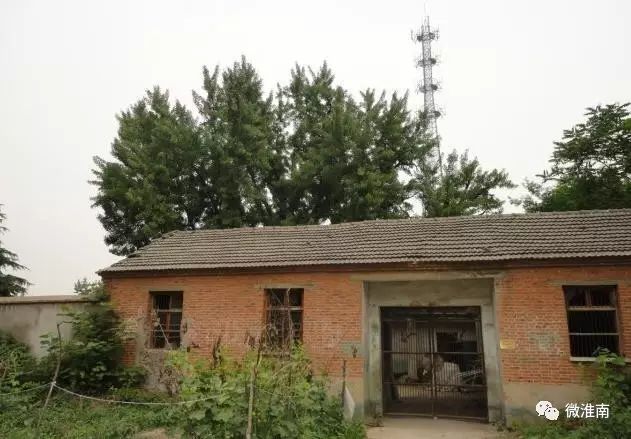 凤台县银杏树千年变红场景_凤台一种银杏树_凤台一中银杏树