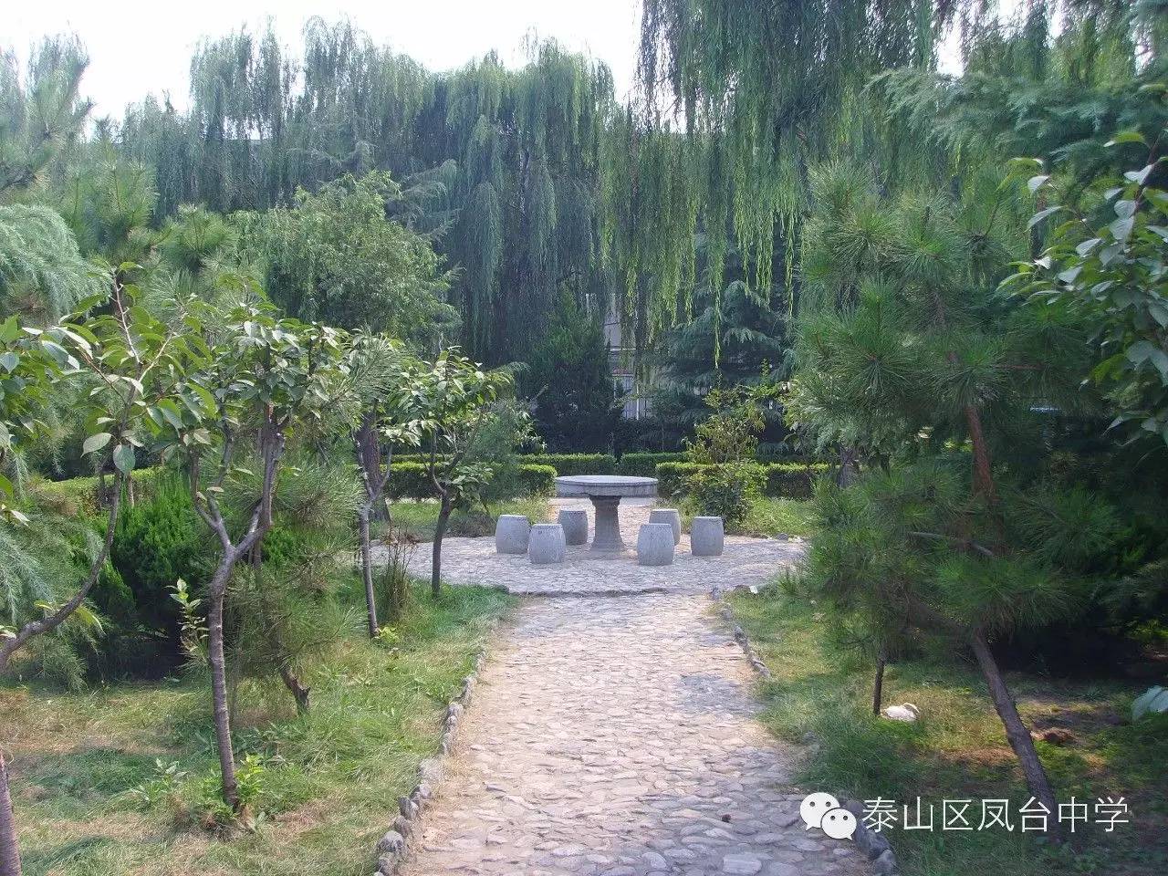 泰山区凤台学校_泰山中学要搬迁吗_泰山区凤台中学