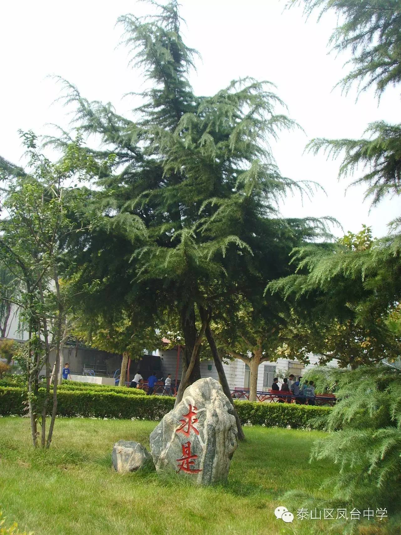 泰山中学要搬迁吗_泰山区凤台中学_泰山区凤台学校