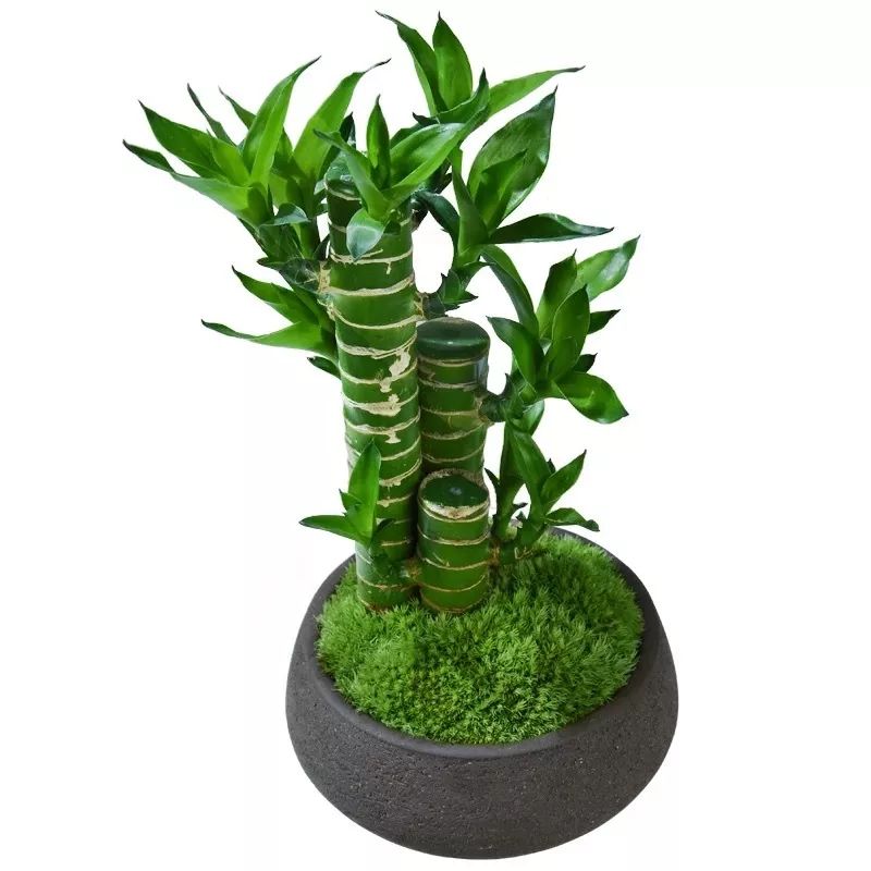 职场 风水_职场风水哪个方位好_职场风水招财