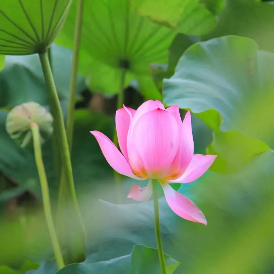 凤台1月天气预报一周天气预报_天气凤台天气_1凤台天气