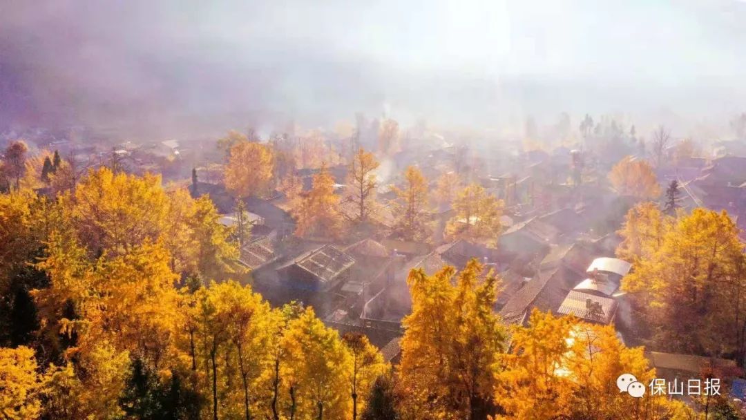 中国银杏第一村落:天时地利人合终于有机会身临其境(图1) 安徽淮南凤台一中银杏树_凤台一中银杏树_凤台一中银杏树的故事