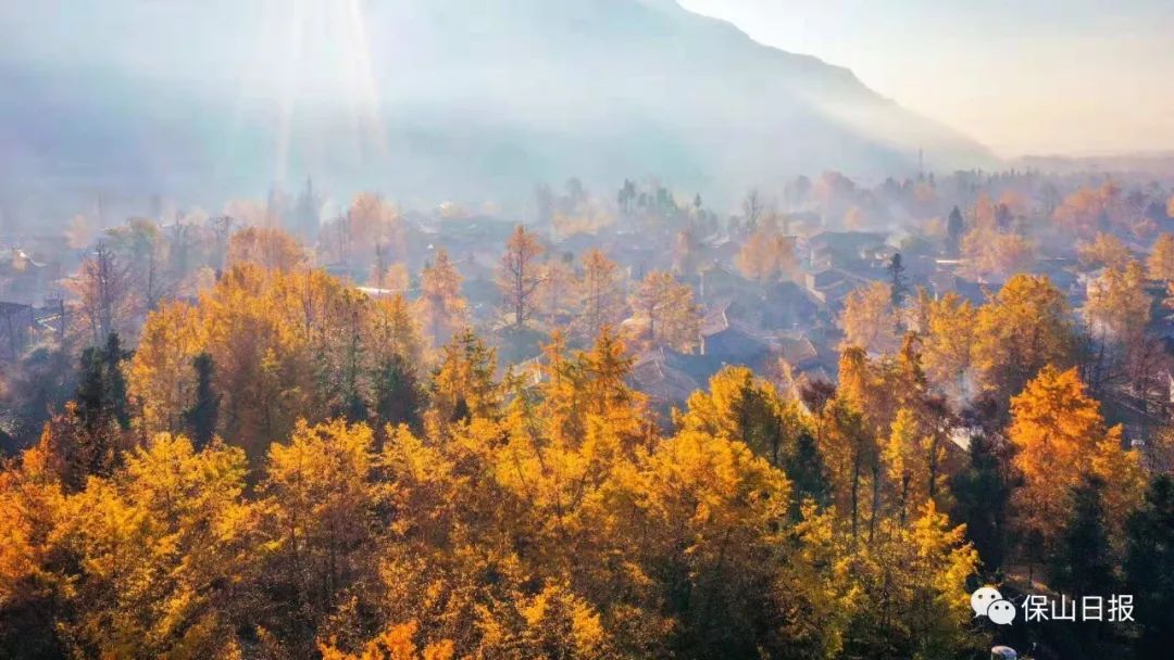 中国银杏第一村落:天时地利人合终于有机会身临其境(图2) 安徽淮南凤台一中银杏树_凤台一中银杏树的故事_凤台一中银杏树