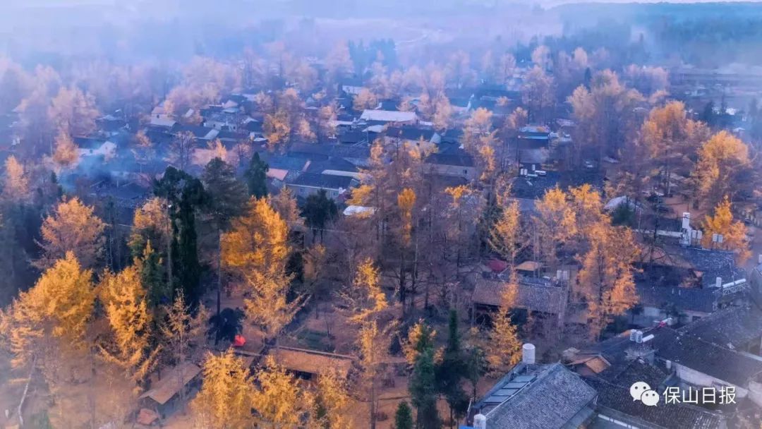 中国银杏第一村落:天时地利人合终于有机会身临其境(图5) 凤台一中银杏树_凤台一中银杏树的故事_安徽淮南凤台一中银杏树