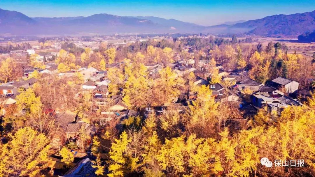 中国银杏第一村落:天时地利人合终于有机会身临其境(图6) 安徽淮南凤台一中银杏树_凤台一中银杏树的故事_凤台一中银杏树