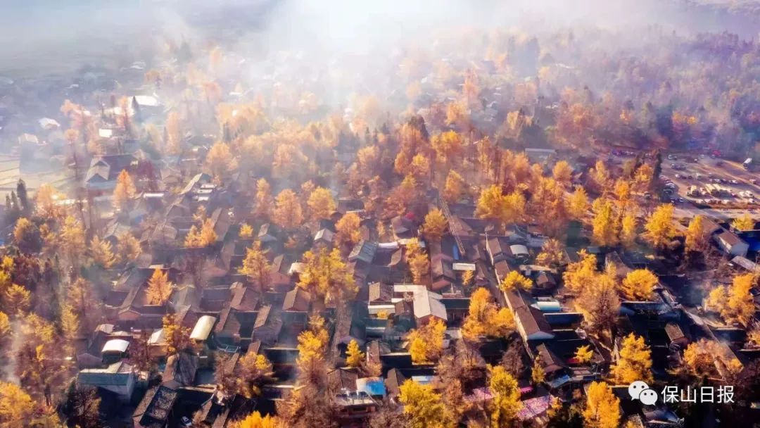 中国银杏第一村落:天时地利人合终于有机会身临其境(图7) 凤台一中银杏树的故事_凤台一中银杏树_安徽淮南凤台一中银杏树