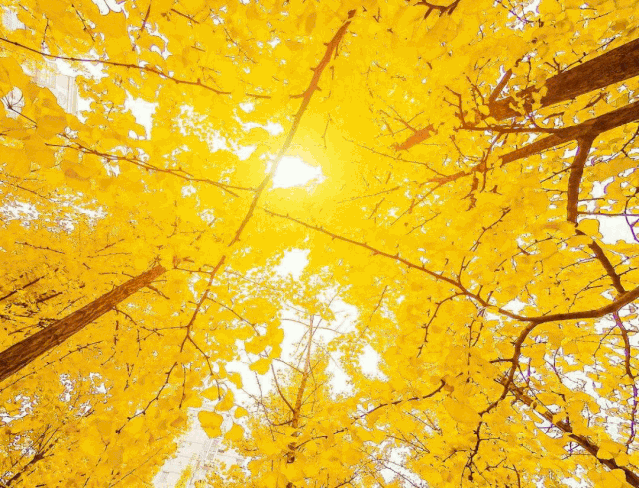 凤台一中银杏树_安徽淮南凤台一中银杏树_凤台县第一中学银杏树