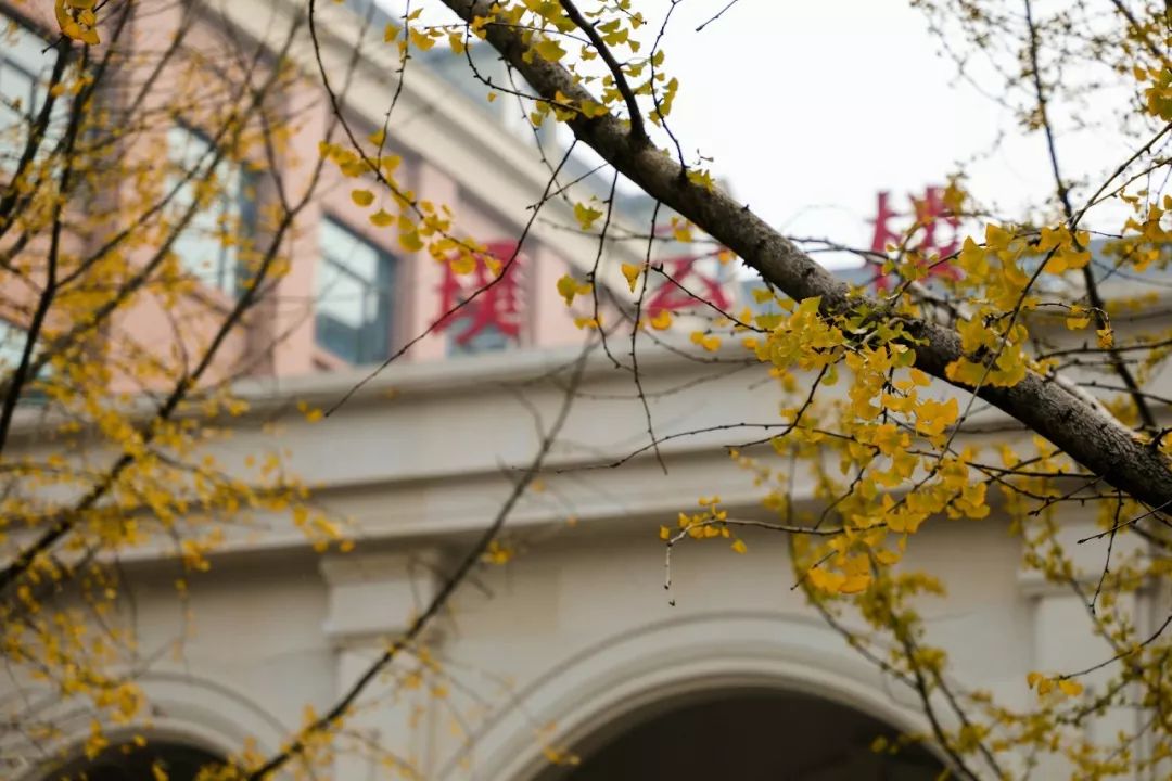 安徽淮南凤台一中银杏树_凤台县第一中学银杏树_凤台一中银杏树