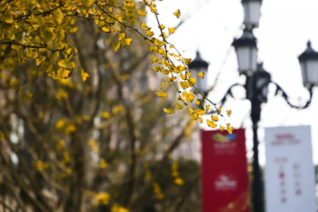 安徽淮南凤台一中银杏树_凤台一中银杏树_凤台县第一中学银杏树