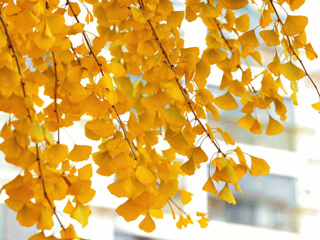 凤台县第一中学银杏树_安徽淮南凤台一中银杏树_凤台一中银杏树