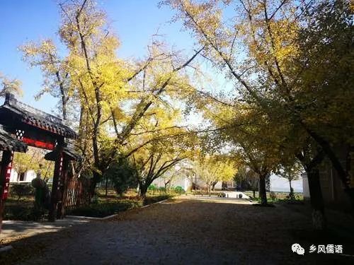 凤台县第一中学银杏树_凤台一中银杏树_凤台县银杏树千年变红场景