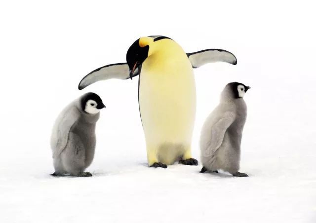 黑天鹅蛋糕店招聘_延吉蛋糕店招聘_黑蝴蝶蛋糕店