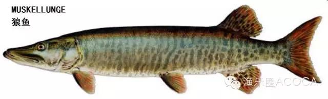 职场渔乐圈钓鱼_职场渔夫_职场渔乐圈