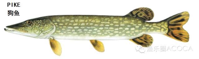 职场渔乐圈钓鱼_职场渔乐圈_职场渔夫